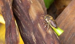 DSCN7733 leaf-cutter bee bf.jpg