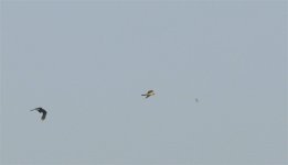 Web Sparrowhawk Chase.jpg