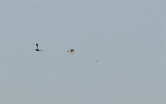 Web Sparrowhawk Chase 2.jpg