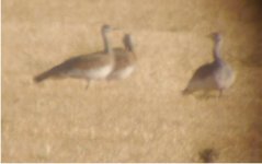 Great Bustard 1.jpg