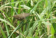 dusky warbler sx40hs IMG_0758.jpg