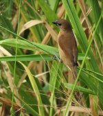 sb munia juv sx40hs IMG_0548.jpg