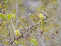 Yellow-fronted Canary P1020750.jpg