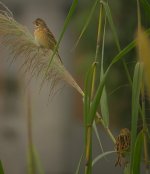 DSCN7932 Chestnut-eared Buntings bf.jpg