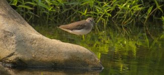 DSCN7949 Green Sandpiper bf.jpg