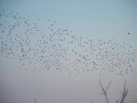 starlings.jpg