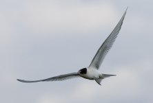 Artic-Tern-IMG_0874a.jpg