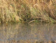 Baillon's Crake.jpg