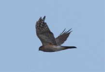 Sparrow-Hawk-IMG_0946.jpg