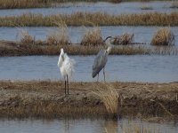 great egret heron sx40hs 154mm IMG_4420.jpg