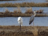 great egret heron sx40hs 195mm IMG_4421.jpg