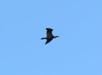Great Cormorant.jpg