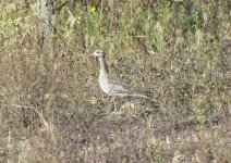 Little Curlew.jpg