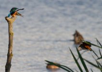 Kingfishers-IMG_1071a.jpg