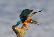 Kingfisher-IMG_1070a.jpg