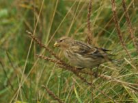 Twite_Girdle_Ness_101111a.jpg