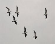 Web Terns Larger 2.jpg