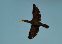 Cormorant 1_resized.jpg