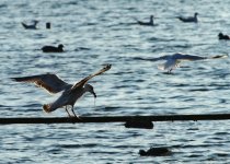 Juv Gull_resized.jpg