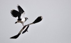 Web Lapwing pair.jpg