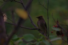 Bohemian Waxwing (small).jpg