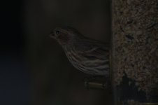Female Finch (small).jpg