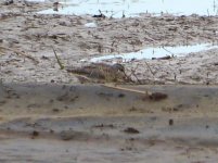 Sandpiper q P1040558.JPG