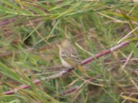 bird in reeds q P1040559.jpg