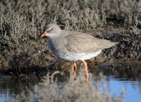 Redshank_MF05387.jpg