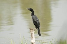 cormorant.jpg