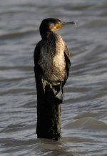 Cormorant_MF05502.jpg