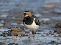 Lapwing_MF04724.jpg