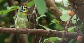 coppersmithbarbet01.jpg