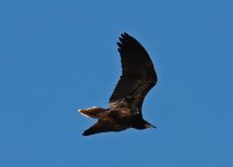 Vulture Egyptian (neophron pernopterus) A Sagres RW  Algarve 101011.jpg