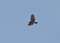 Eagle Short Toed (circaetus gallicus) 1 Sagres RW Algarve 141011.jpg