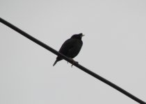 Crested Myna.jpg