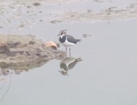 Northern Lapwing.jpg