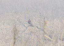 Pheasant in a tree.jpg