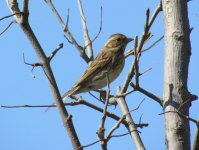 Black-faced Bunting.jpg