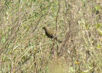 Common Rosefinch.jpg