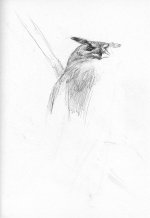 Siberian eagle owl sketch.jpg