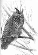 Siberian eagle owl study.jpg