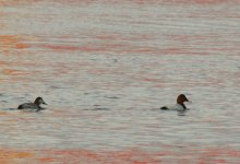 Pochard_Girdle_Ness_121111a.jpg