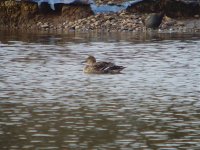 Pintail Moors 121111.jpg