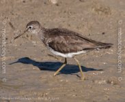 _Greater Yellowlegs -_01.jpg