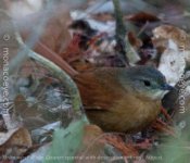 _Unknown Foliage Gleaner spinetail with description_01.jpg