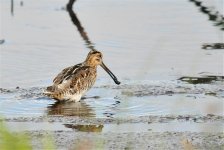 Web Snipe Feeding.jpg