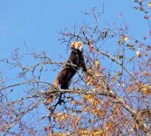 Red Panda feeding.jpg