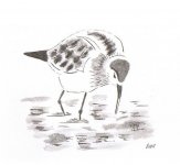 Pec Sand.jpg