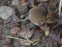 wood mouse upton 121111.JPG